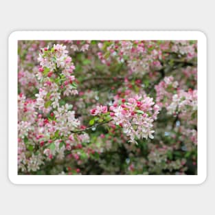 Cherry Blossom flowers white and pink closeup Sticker
